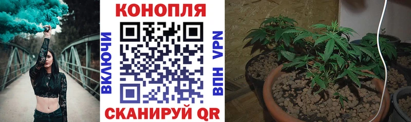 кракен сайт  Ачхой-Мартан  Бошки марихуана сатива 